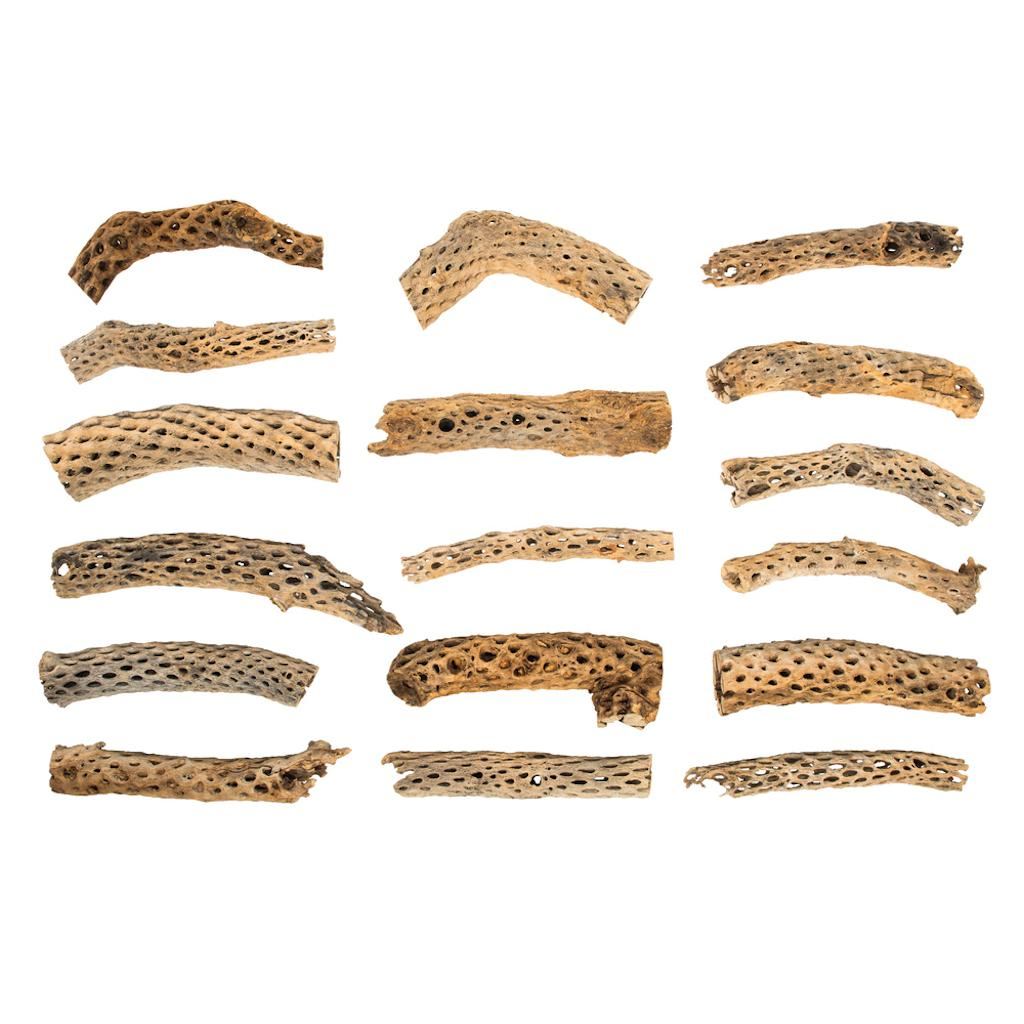 4 -18" Cholla Odds and Ends (Assorted Pack) 1