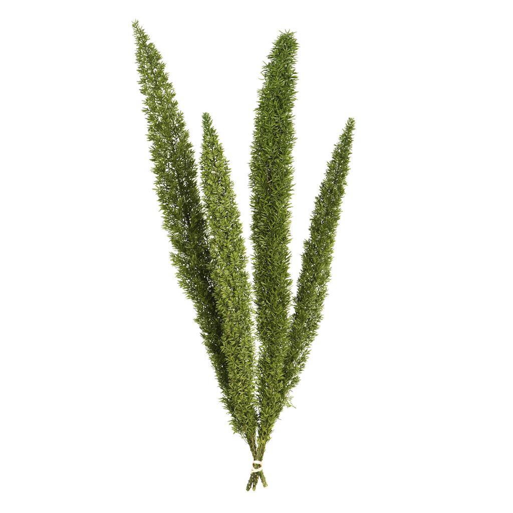 8"-10" Dried Green Foxtail Fern (4 pack) 1