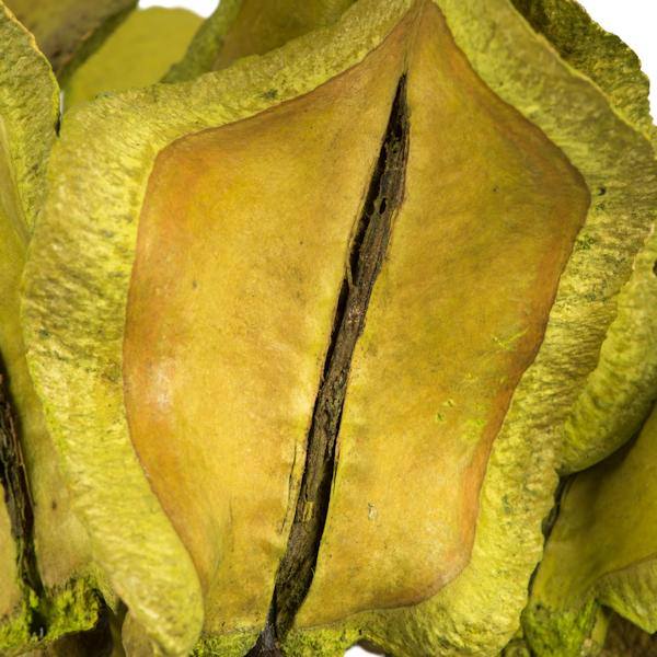 15" Basil Preserved Frogs Mouth Pod (9 pack) 3