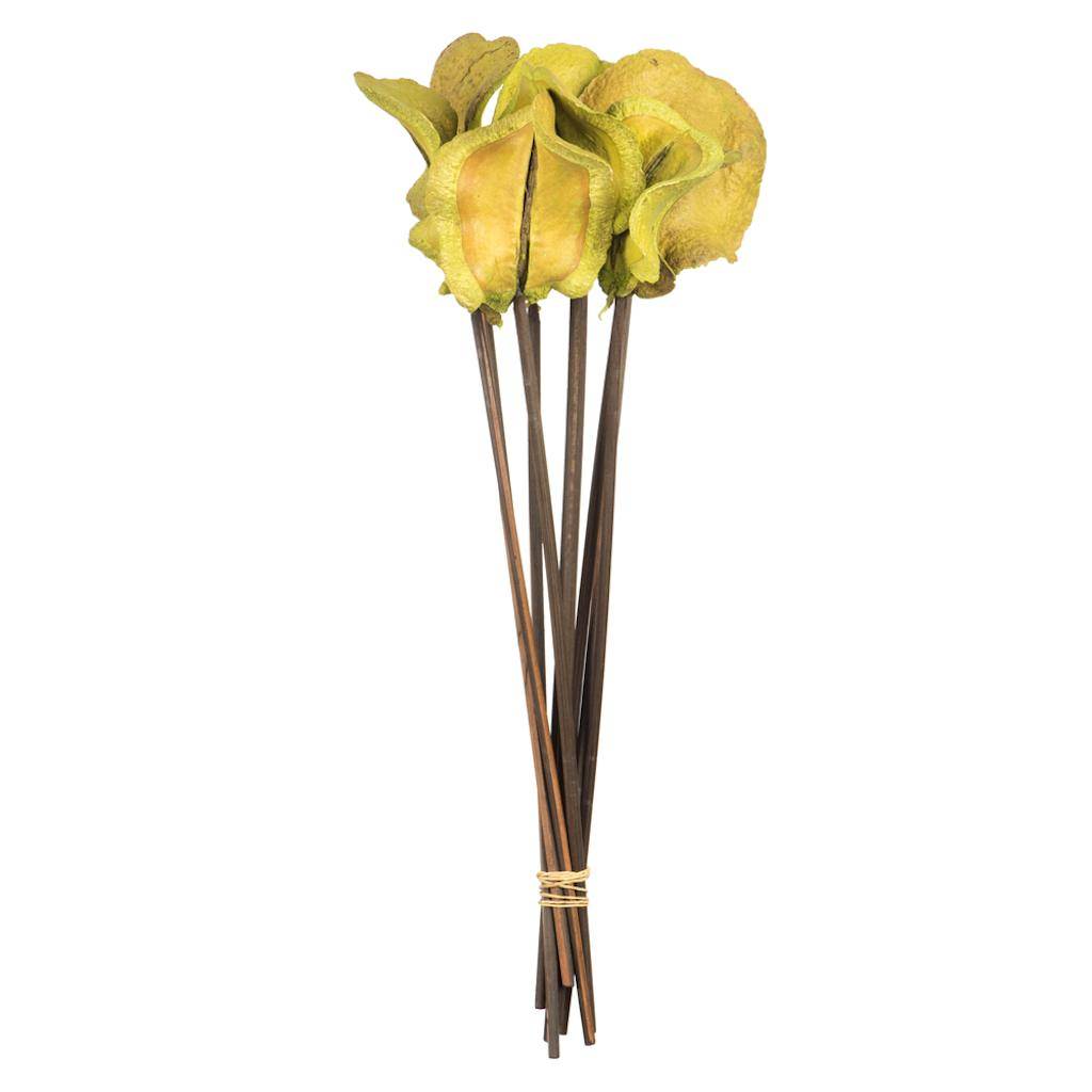 15" Basil Preserved Frogs Mouth Pod (9 pack) 1