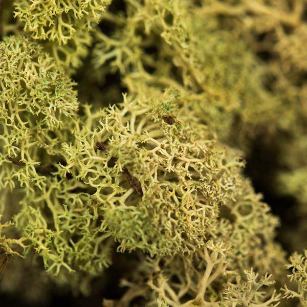 8.8lbs Light Green Preserved Reindeer Moss Bundle 2