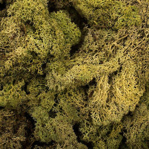 8.8lbs Light Green Preserved Reindeer Moss Bundle 3