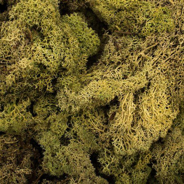 8.8lbs Light Green Preserved Reindeer Moss Bundle 3