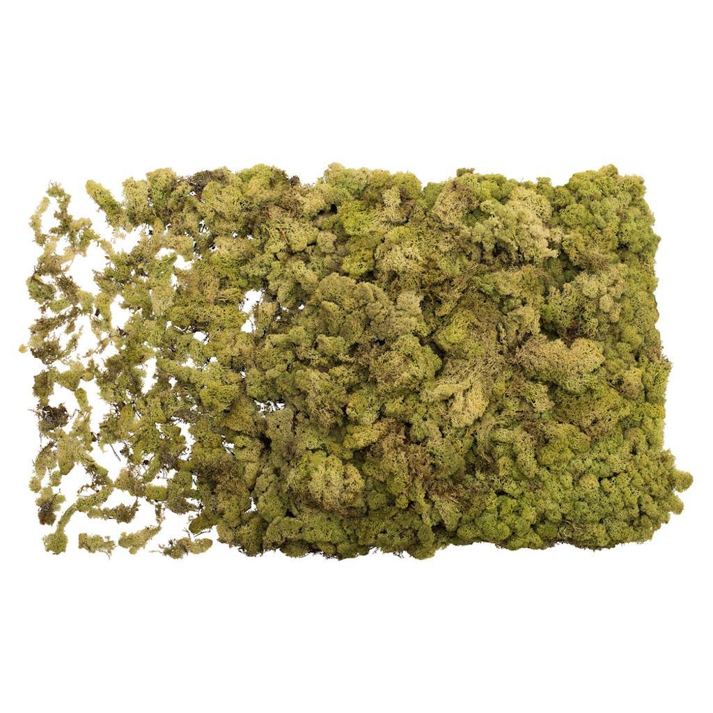 8.8lbs Light Green Preserved Reindeer Moss Bundle 1