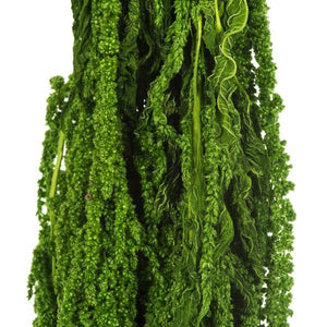 30"-34" 7-8oz Dried Spring Green Amaranthus 2