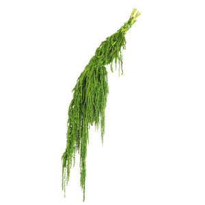 30"-34" 7-8oz Dried Spring Green Amaranthus 4