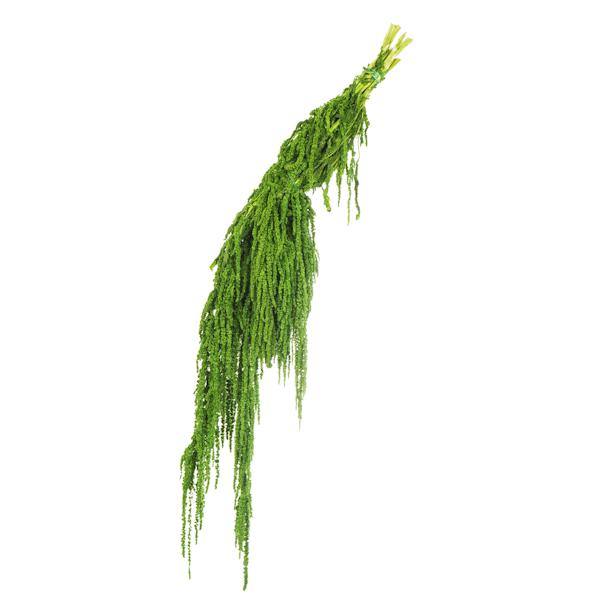 30"-34" 7-8oz Dried Spring Green Amaranthus 4