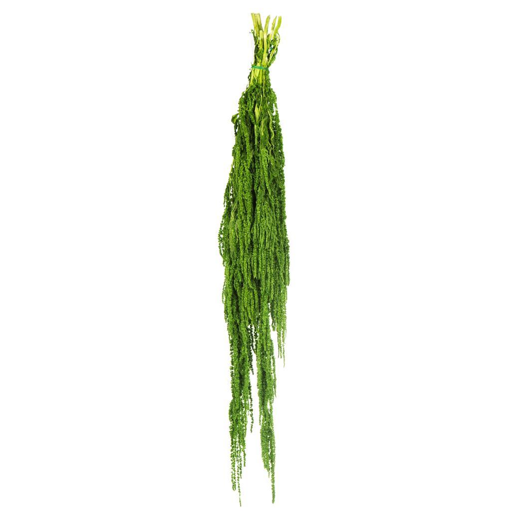 30"-34" 7-8oz Dried Spring Green Amaranthus 1
