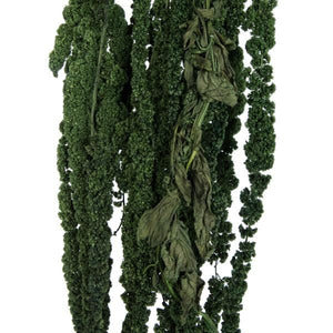 30"-34" 7-8oz Dried Green Amaranthus 2