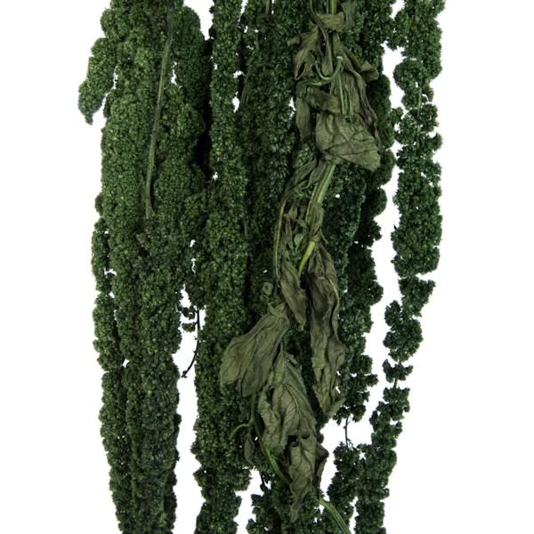 30"-34" 7-8oz Dried Green Amaranthus 2