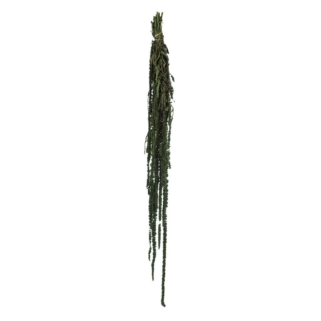 30"-34" 7-8oz Dried Green Amaranthus 1