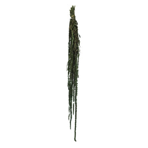 30"-34" 7-8oz Dried Green Amaranthus 1