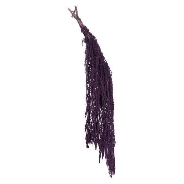 30"-34" 7-8oz Dried Violet Amaranthus 4
