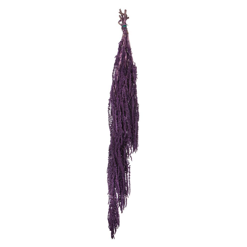 30"-34" 7-8oz Dried Violet Amaranthus 1