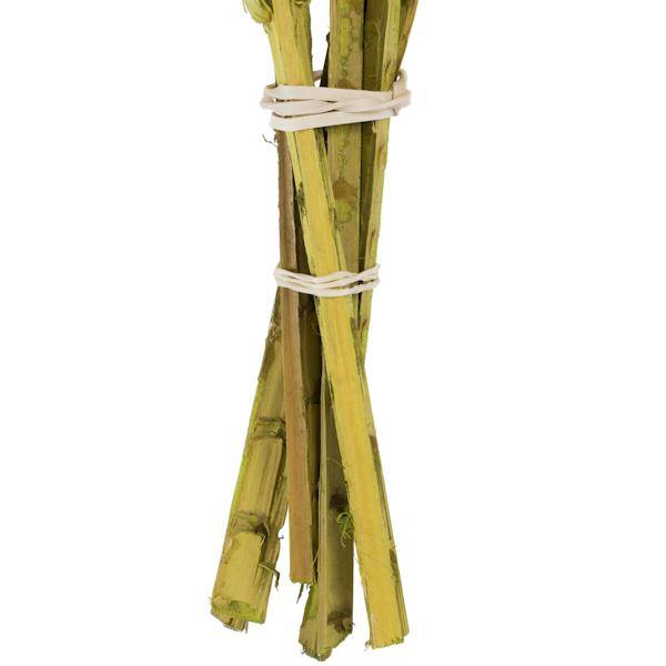 36"-38" Dried Basil Coco Palm Stem (6 pack) 2