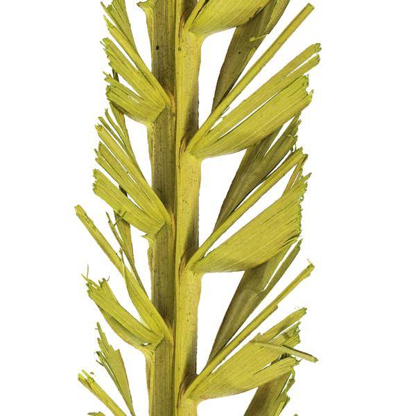 36"-38" Dried Basil Coco Palm Stem (6 pack) 3