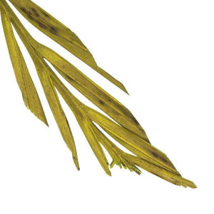 36"-38" Dried Basil Coco Palm Stem (6 pack) 4