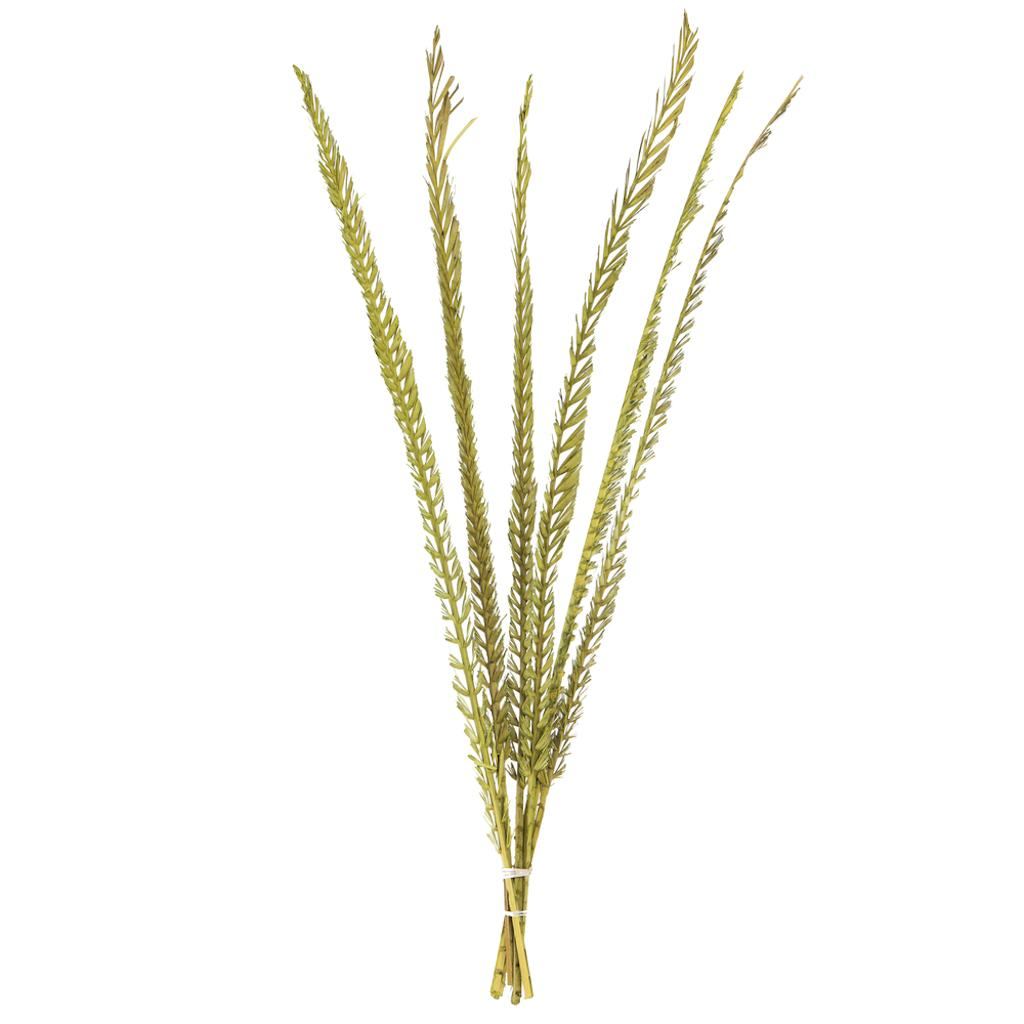 36"-38" Dried Basil Coco Palm Stem (6 pack) 1