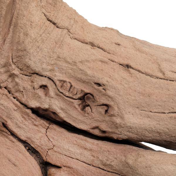 18" Sand Blasted Dried Manzanita Tree Branch 2