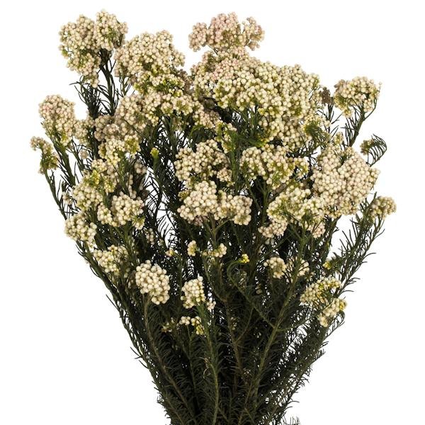 16"-23" 4-5oz Natural Blush Preserved Rice Flowers 2