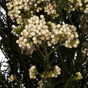 16"-23" 4-5oz Natural Blush Preserved Rice Flowers 3