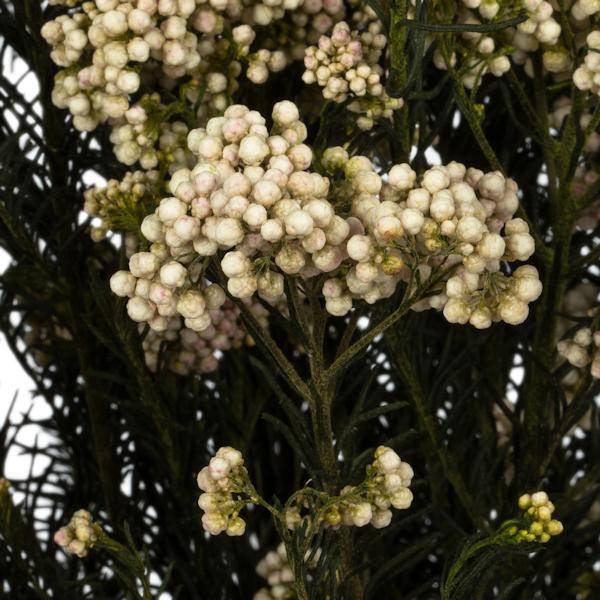 16"-23" 4-5oz Natural Blush Preserved Rice Flowers 3