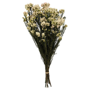 16"-23" 4-5oz Natural Blush Preserved Rice Flowers 1