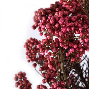 16-23" Pink Rice Flower (4-5 oz) 2
