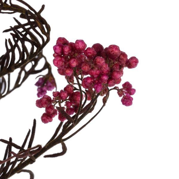16-23" Pink Rice Flower (4-5 oz) 3