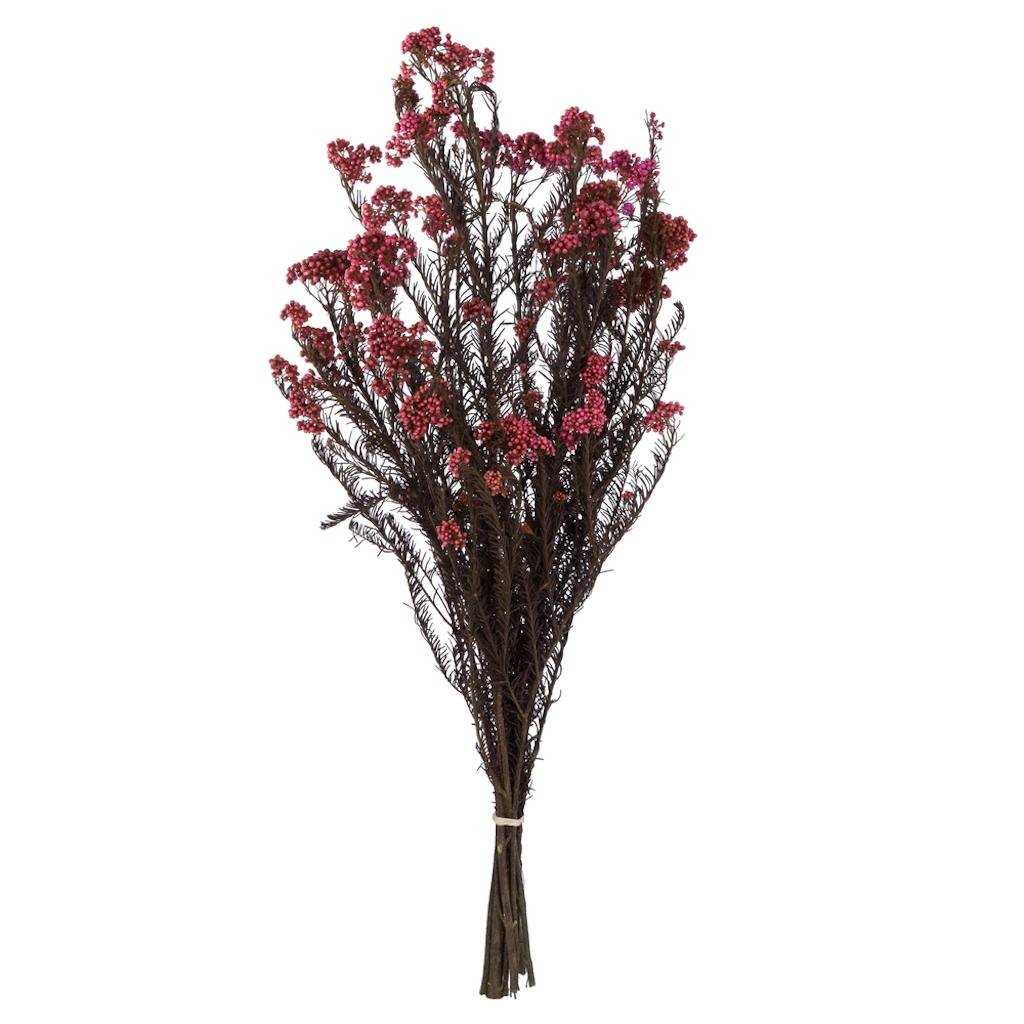 16-23" Pink Rice Flower (4-5 oz) 1