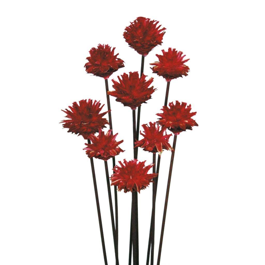20" Red Plumosum Heads (9 Pack) 1