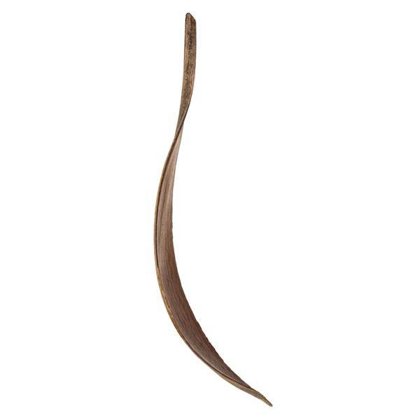 6"-12" Natural Preserved Palm Paddles (45-50 pack) 2