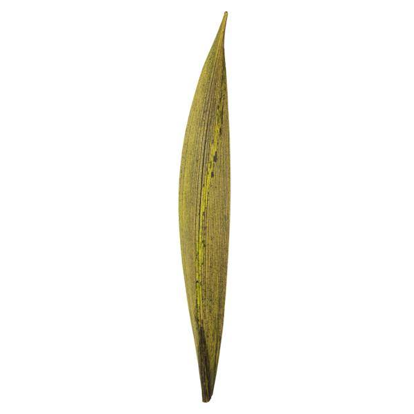 6"-12" Basil Preserved Palm Paddles (45-50 pieces) 2