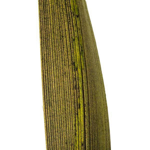 6"-12" Basil Preserved Palm Paddles (45-50 pieces) 4