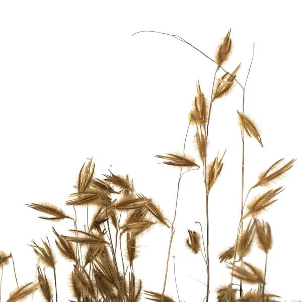 30" 21oz Natural Dried Princess Grass Bundle (3 7oz bundles) 2