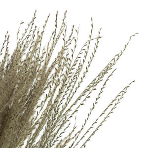 14"-20" 9oz Natural Dried Snowdrop Grass Bundle (3 3oz bundles) 2