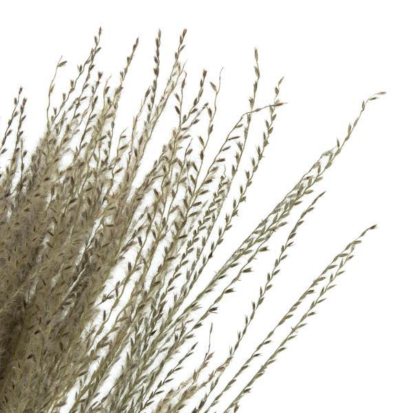14"-20" 9oz Natural Dried Snowdrop Grass Bundle (3 3oz bundles) 2