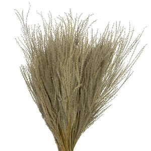 14"-20" 9oz Natural Dried Snowdrop Grass Bundle (3 3oz bundles) 3