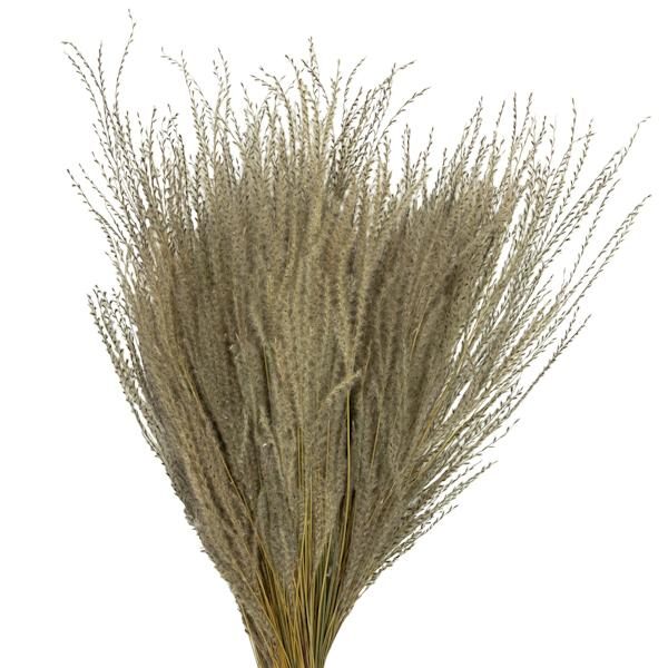 14"-20" 9oz Natural Dried Snowdrop Grass Bundle (3 3oz bundles) 3