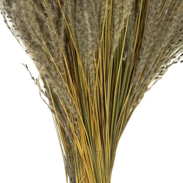 14"-20" 9oz Natural Dried Snowdrop Grass Bundle (3 3oz bundles) 4