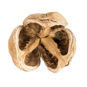 3"-4" Bleached Preserved Sora Pods (25 pack) 2