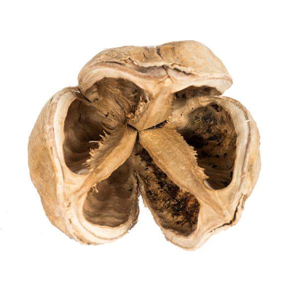 3"-4" Bleached Preserved Sora Pods (25 pack) 2