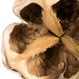 3"-4" Bleached Preserved Sora Pods (25 pack) 3