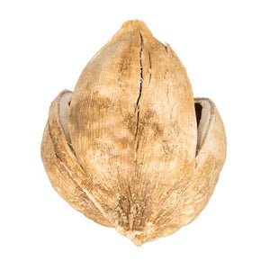 3"-4" Bleached Preserved Sora Pods (25 pack) 4