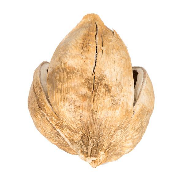 3"-4" Bleached Preserved Sora Pods (25 pack) 4
