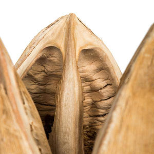 3"-4" Bleached Preserved Sora Pods (25 pack) 5