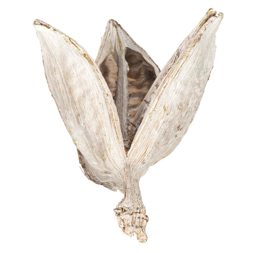 3"-4" Bleached Preserved Sora Pods (25 pack) 1