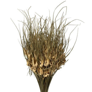 26" 16oz Natural Dried Tulip Star Bundle (4 4oz bundles) 2