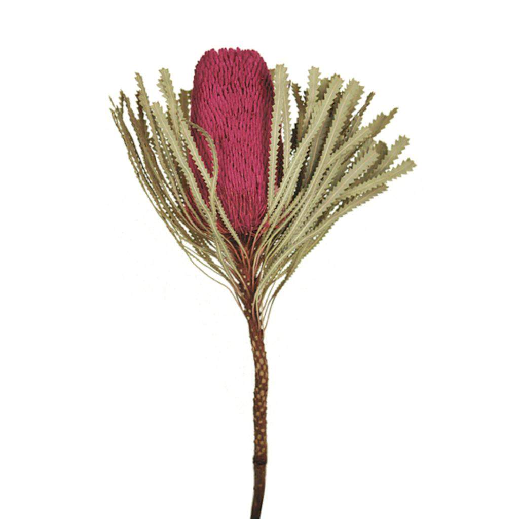 12"-18" Erica Pink Preserved Banksia Flower (3 pack) 1