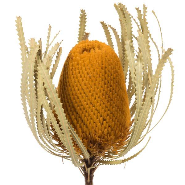 12"-18" Aspen Gold Preserved Banksia Flower (3 pack) 2